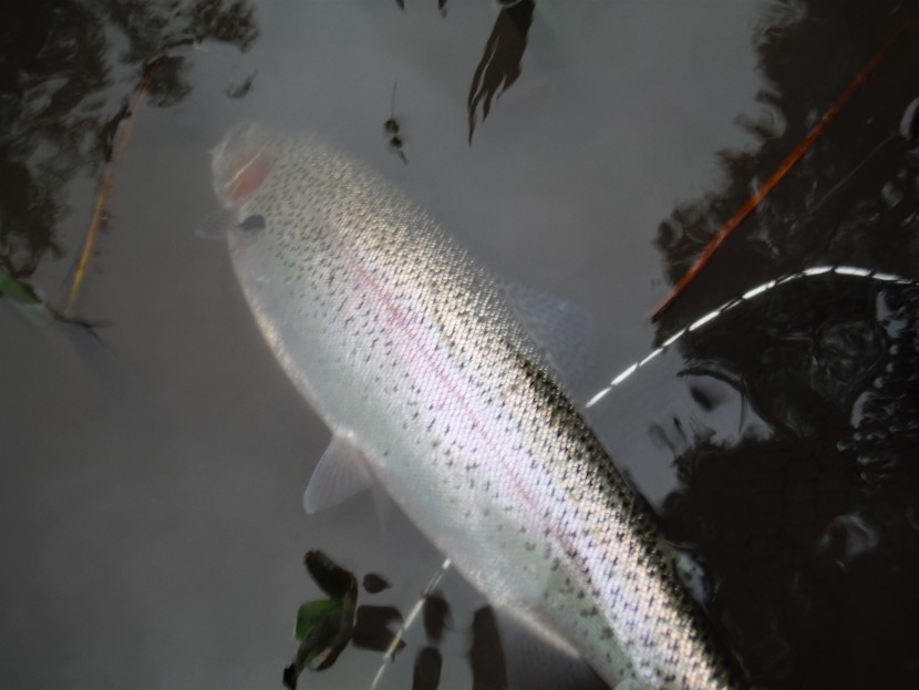 Overwintered rainbow